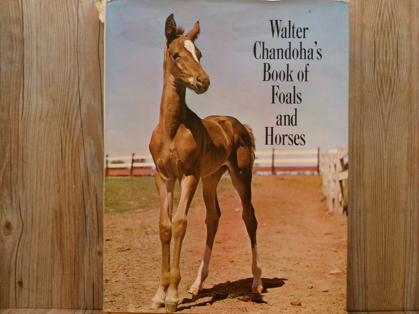 Walter Chandoha's Book of Foals and Horses by Walter Chandoha